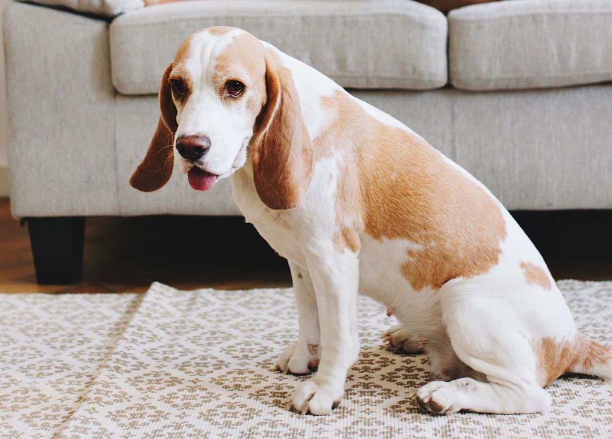 beautiful dog at home