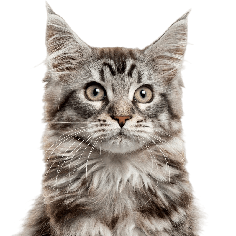 jack russell retriever puppy