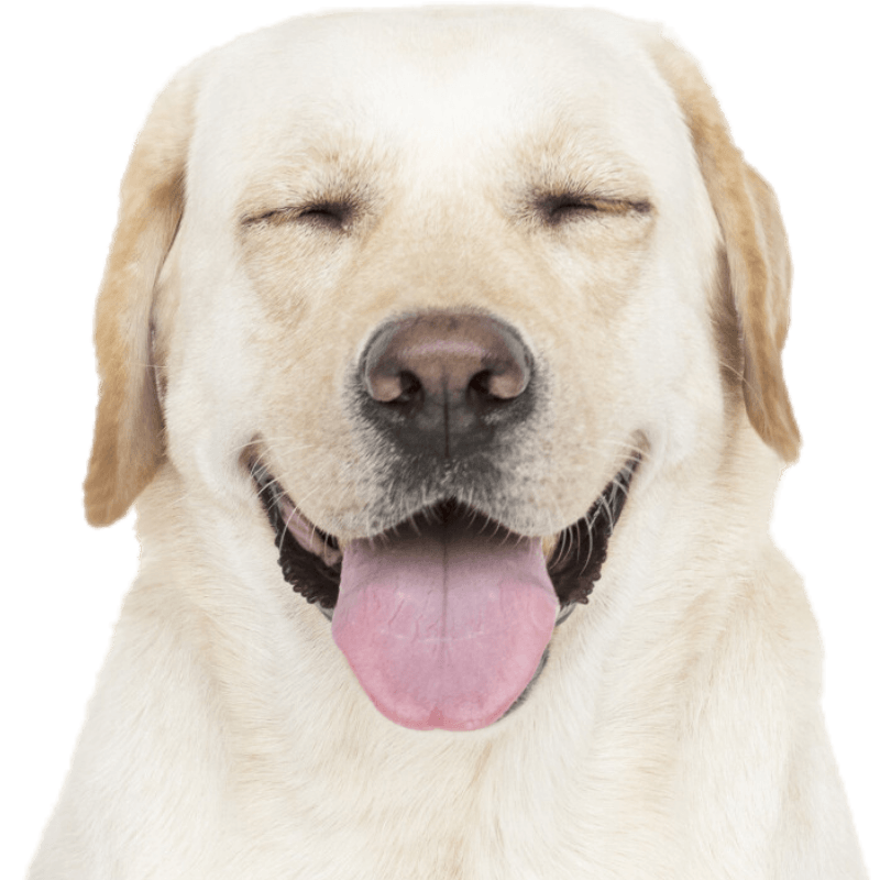 labrador retriever dog