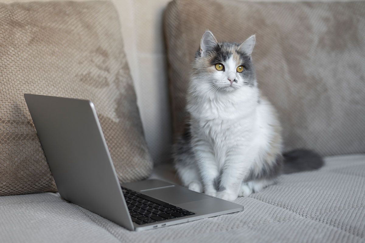 beautiful cat in front laptop