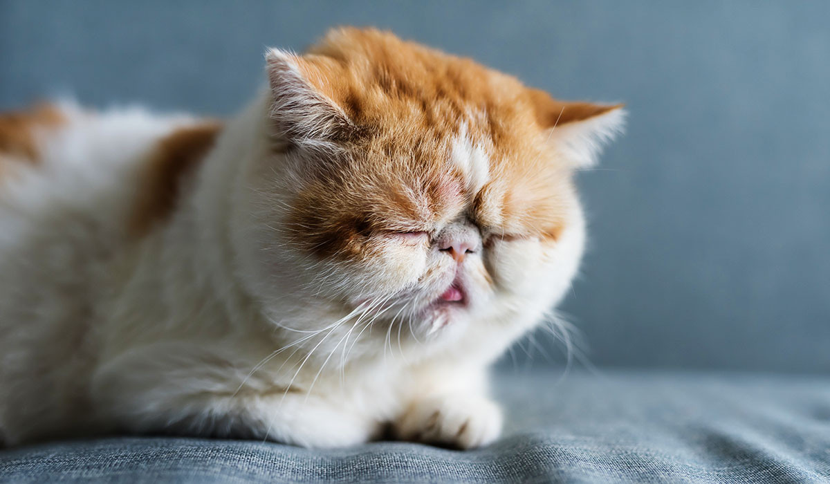 sleepy-cat-dehydration-warning-signs