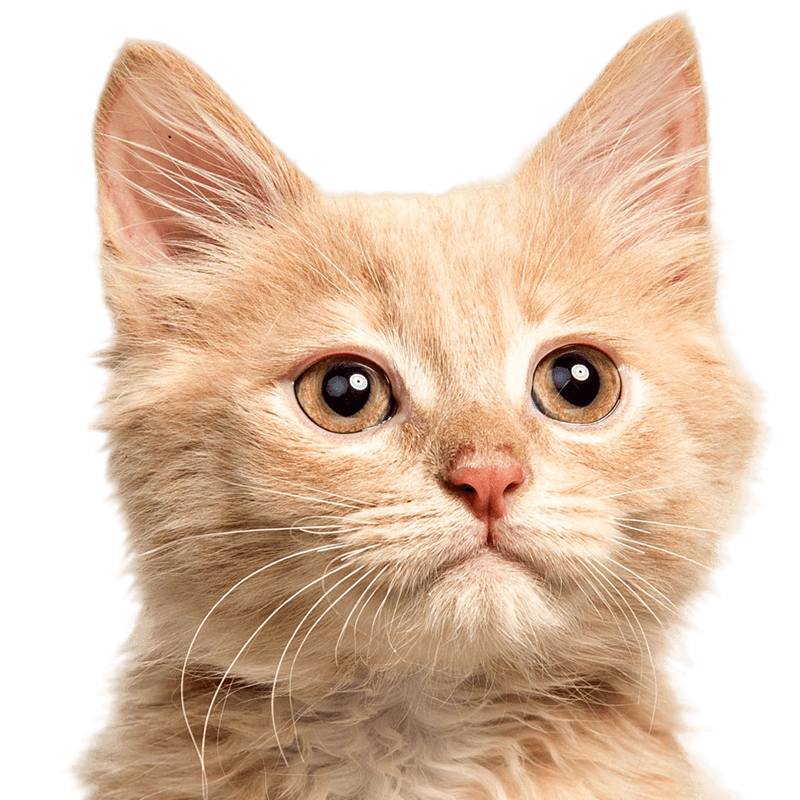 cat orange with white