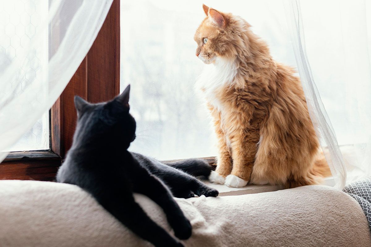 cute cats laying indoors