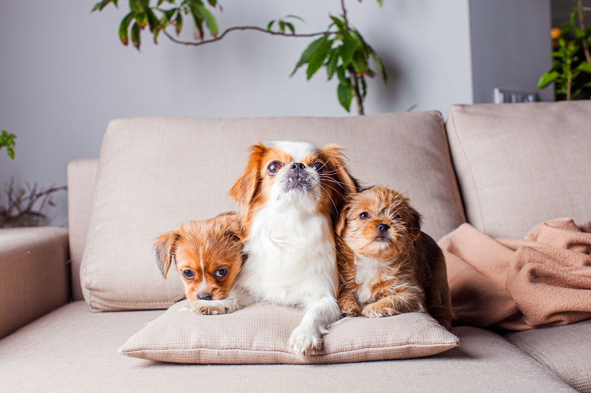 portrait dog relaxing sofa home