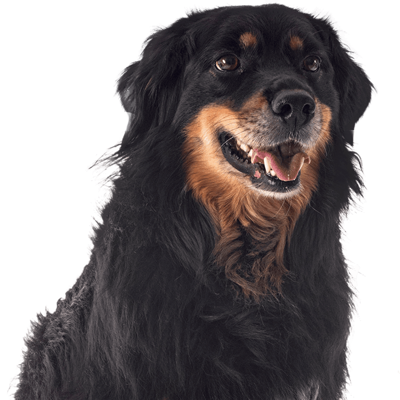 fluffy brown cute dog