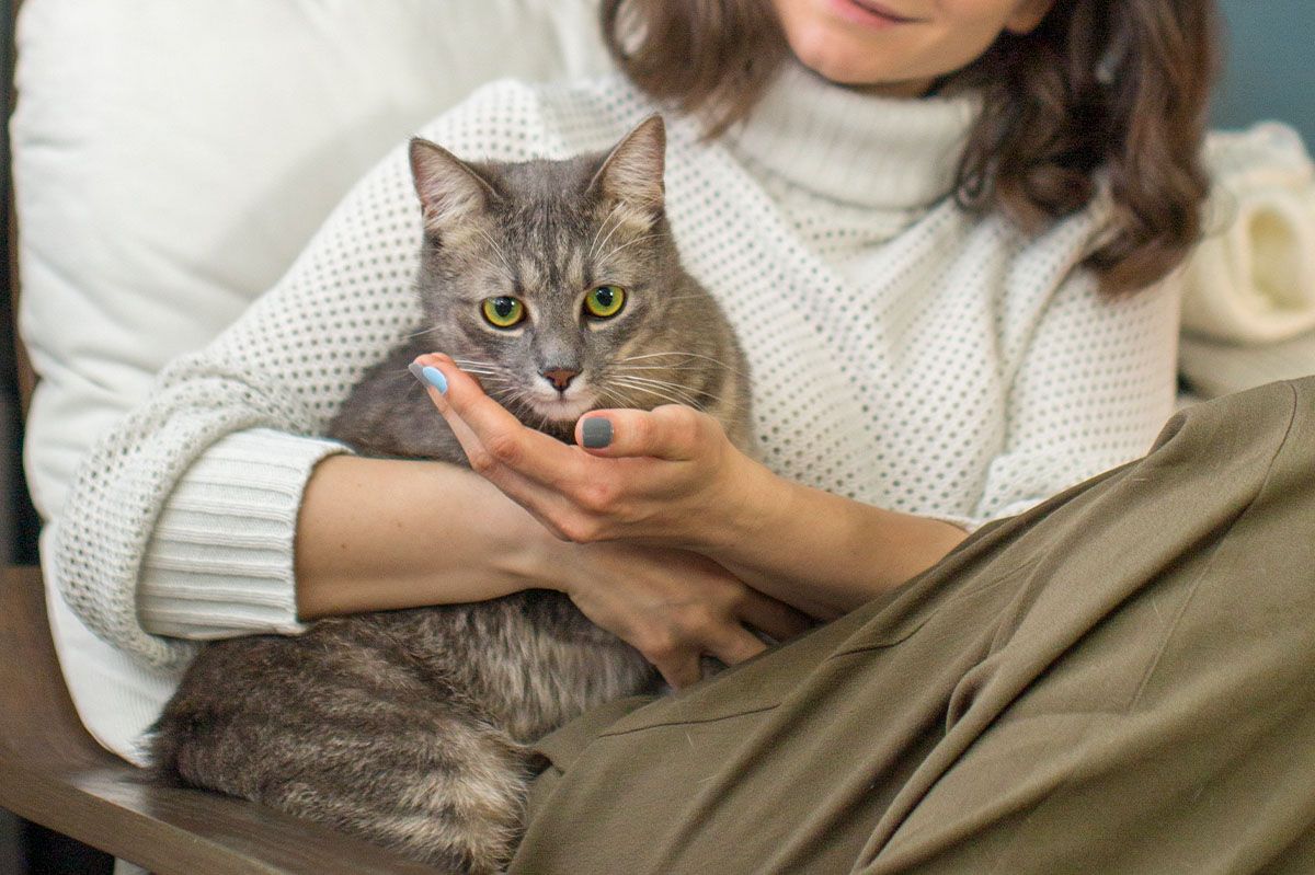 beautiful cat with owner