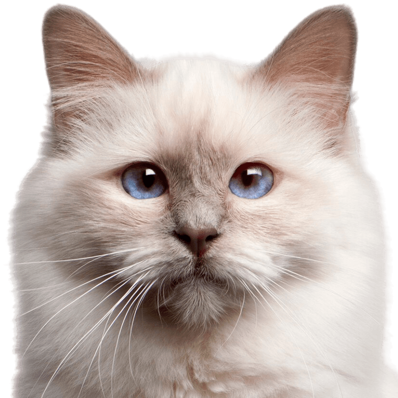 birman cat 9 months old
