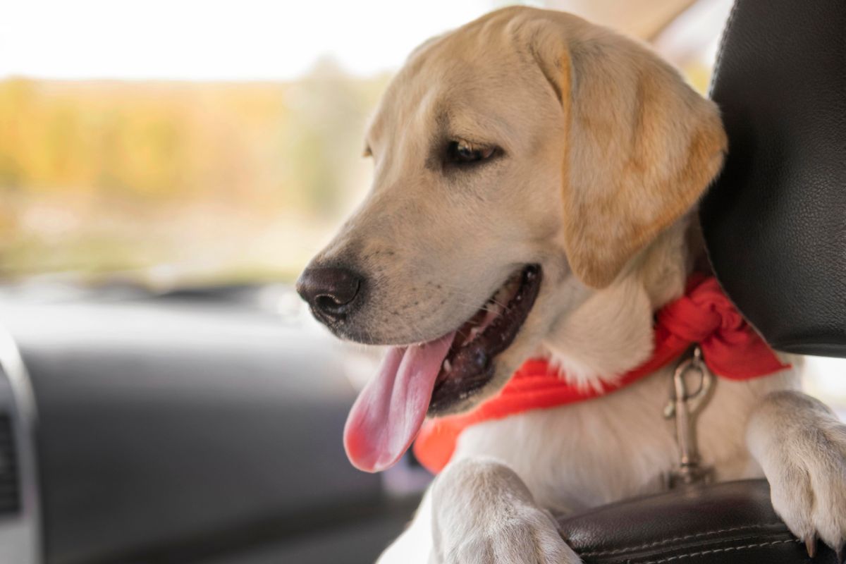 cute dog with red bandana
