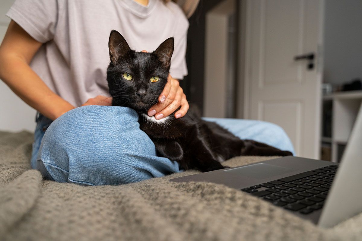 cat spending time indoors
