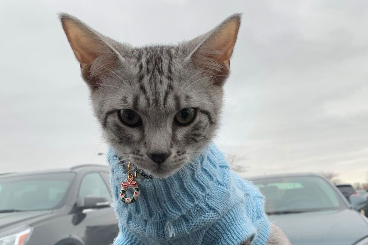 cat looking through window White dog with tongue out in car