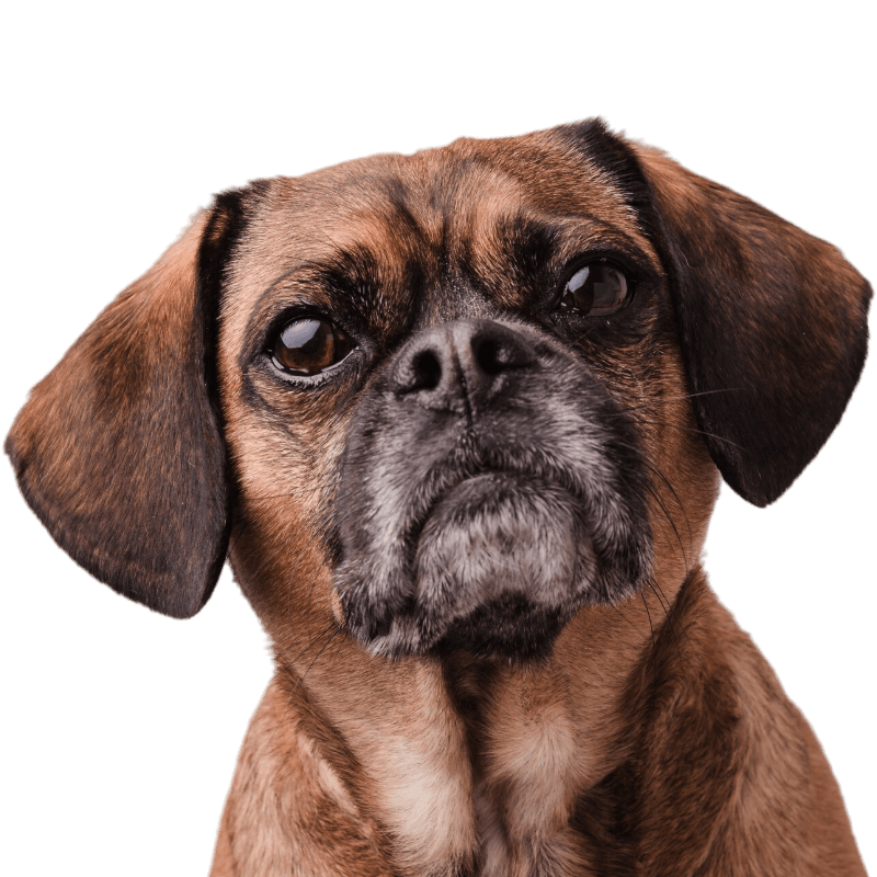 little brown puggle dog