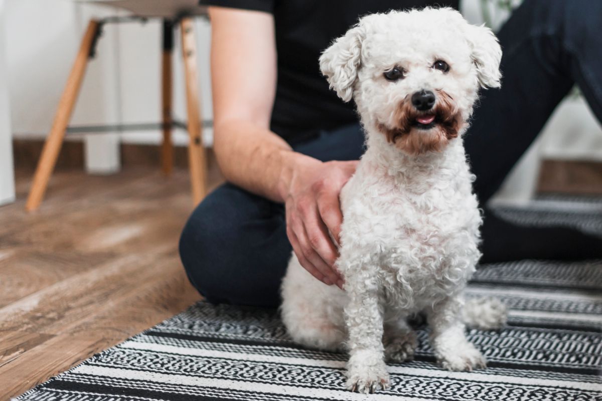 dog sitting on carpet